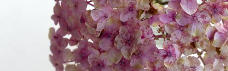 Pretty hydrangeas in different shades of pink