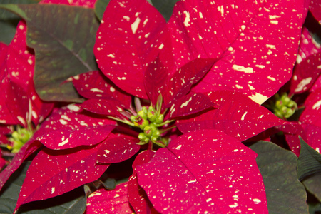 Beautiful poinsettia of two colorsの写真素材