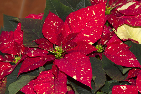 Beautiful poinsettia of two colorsの写真素材
