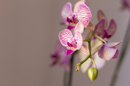 Beautiful orchid in pink, white and violet tones on a neutral backgroundの写真素材