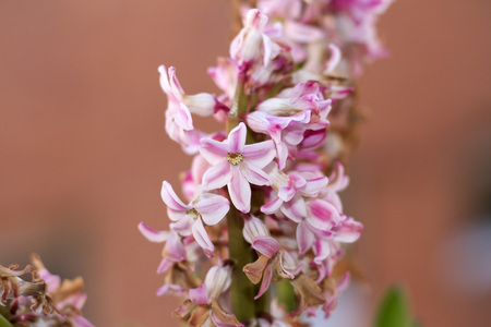 Hyacinth bulb bloomed in coral tonesの写真素材