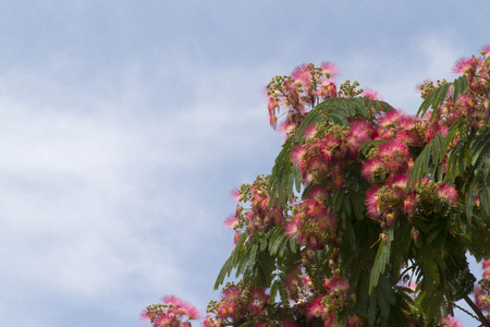 Tropical garden with palm leaves and flowers