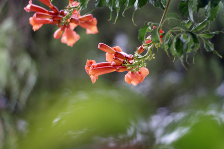 Branch of red flowers in the gardenの写真素材