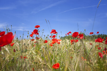 Corn poppies in a wheat fieldの写真素材