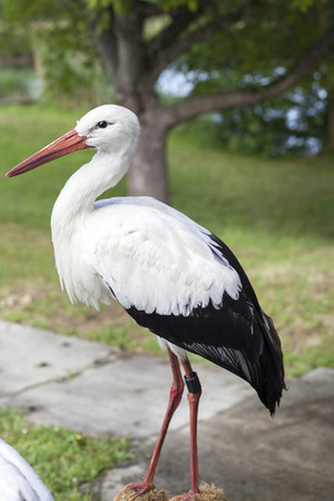 White storkの写真素材