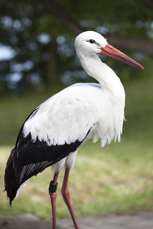 White storkの写真素材
