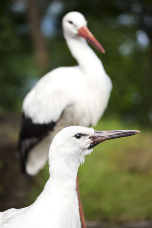 Two white storks - in the foreground a young storkの写真素材