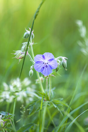 Wiesen-Storchschnabel, Geranium pratenseの写真素材