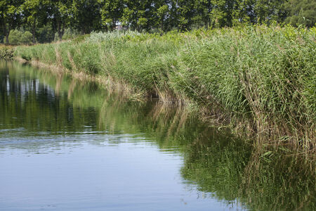 Humid biotope in natural reserve, reedsの写真素材