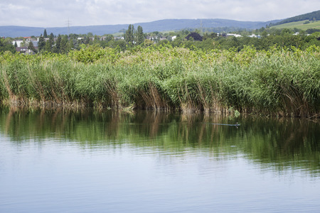 Humid biotope in natural reserve, reedsの写真素材