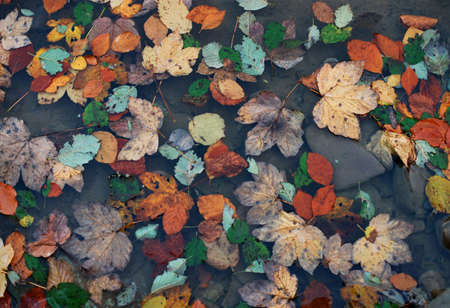 Autumn leaves on water mountain riverの写真素材