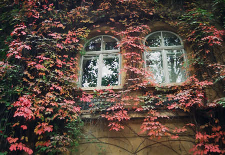Wild grapes on walls of the old houseの写真素材