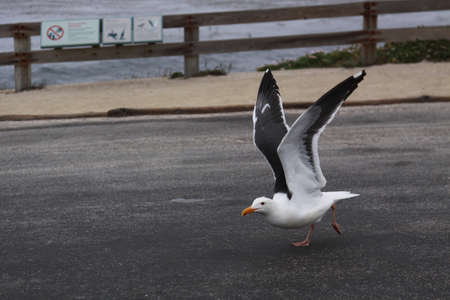 seagullの写真素材