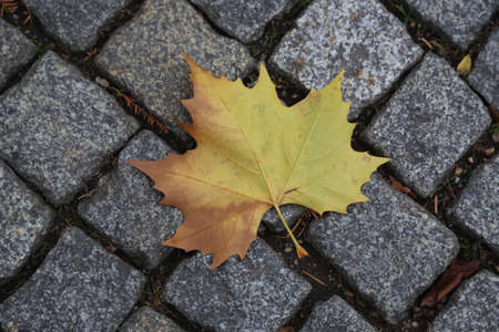 autumnの写真素材