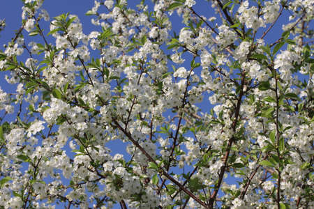 blossom