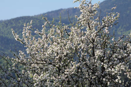 Beautiful nature of the Carpathian Mountainsの写真素材