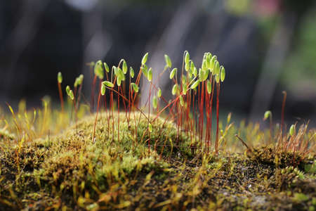 plantの写真素材