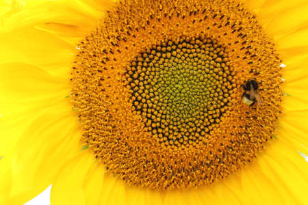 sunflowerの写真素材