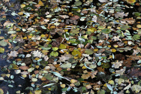 autumn