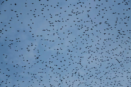 birds flyの写真素材