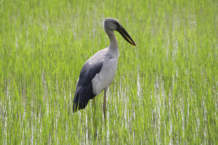A stork is standing on a rice field. Stork photographed close-ap. In the background is a rice field. Can be used as background.の写真素材