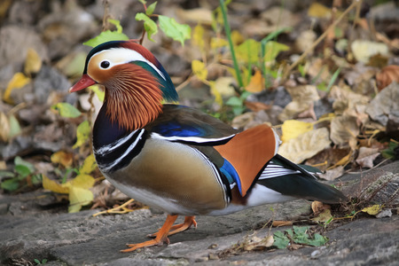 bright colorful mandarin duck on a background of multi-colored sheetsの写真素材