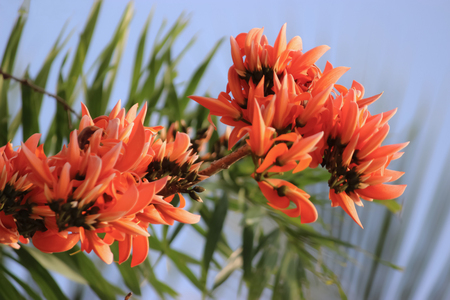 tropical exotic tree monosperma frondosa with bright orange flowers. The tree grows in Asian countriesの写真素材