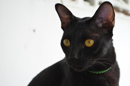 Black cats の写真素材