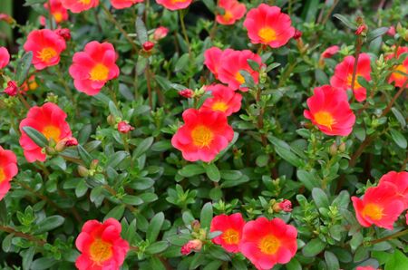 Red flowers in the garden の写真素材