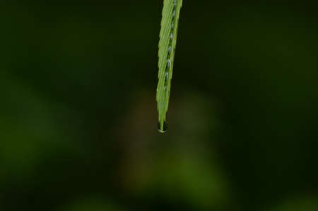 Drops of dew の写真素材