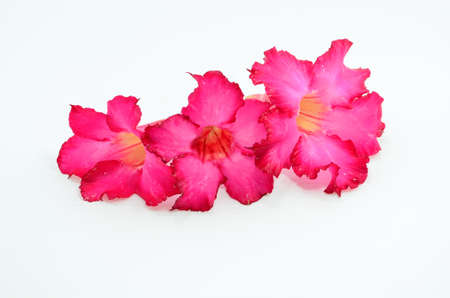 Flower petals on a white background の写真素材