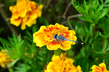 Dragonfly flower nectar の写真素材