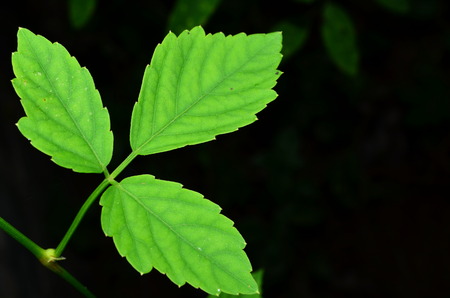 Close-up photos of leaves の写真素材