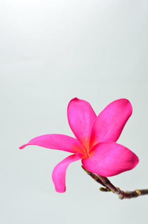 Flowers on a white background の写真素材