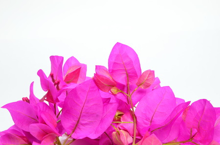 Bougainvillea flowers on a white background の写真素材