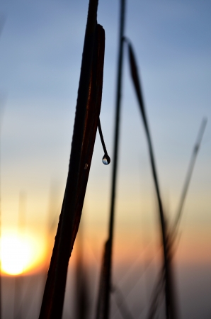 Sun in the dew on the grass の写真素材
