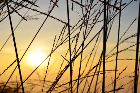 Shadow meadow and sun on the horizon 