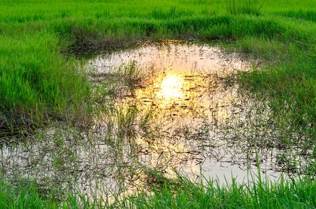 Images of the sun glareの写真素材