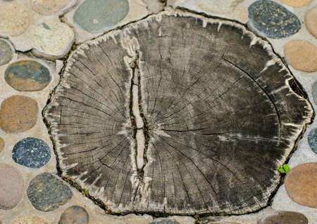 Brown wood texture photoの写真素材