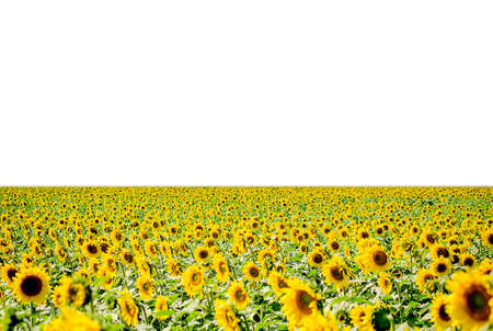 Sunflower fieldの写真素材