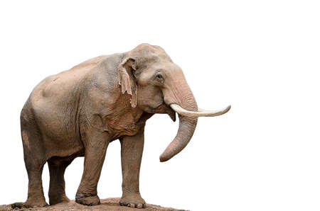 Image of Thai elephants on a white backgroundの写真素材