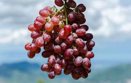 Close-up of bunches of ripe red wine grapes on vine, harvesの写真素材