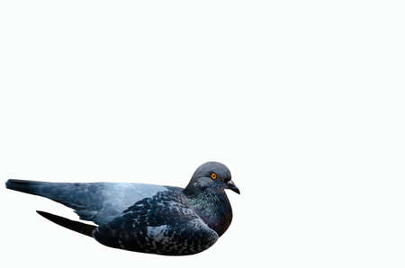 dove sleeping on a white backgroundの写真素材