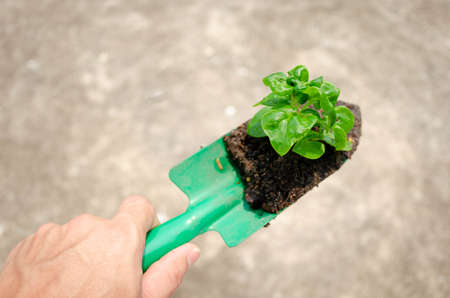 plant growing seedlings environmental and ecology concepts