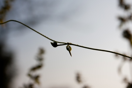 growingの写真素材