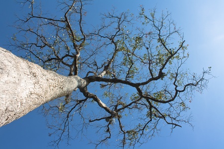 tree tree