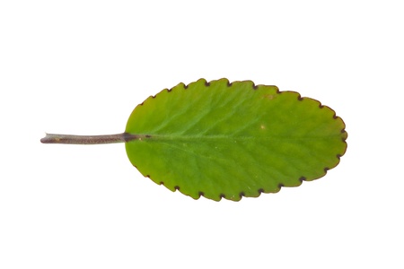 leaf