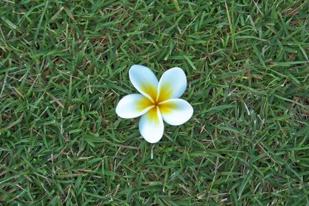 plumeria の写真素材