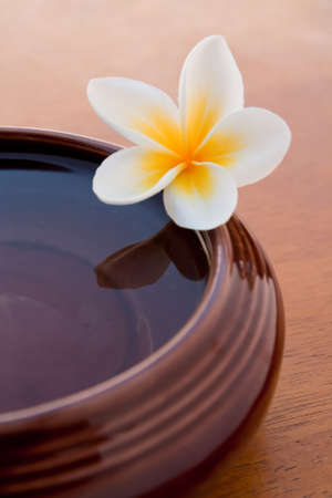 plumeria の写真素材