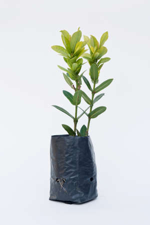 Ixoraの写真素材